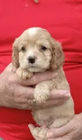 Blonde, a female Cocker Spaniel for sale in Waco, TX – 1 of 3