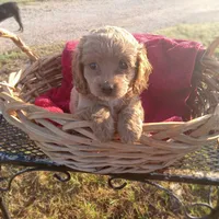 River, a female Cockapoo for sale in Waco, TX – 8 of 8