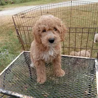 Wind, a male Cockapoo for sale in Waco, TX – 6 of 7