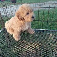 Cowboy, a male Maltipoo for sale in Waco, TX – 5 of 6