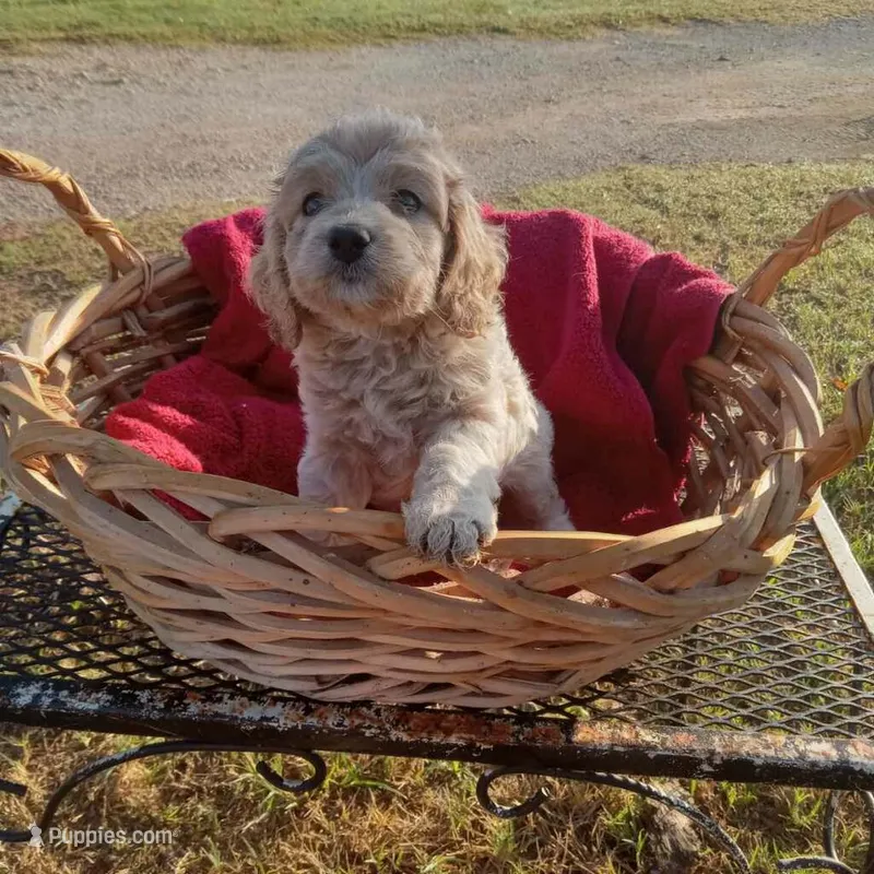 Lake – Cockapoo puppy for sale in Waco, TX