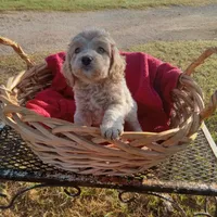 Lake, a male Cockapoo for sale in Waco, TX – 1 of 8