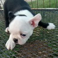Patches, a female Boston Terrier for sale in Waco, TX – 7 of 7