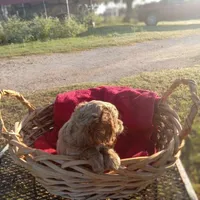 River, a female Cockapoo for sale in Waco, TX – 6 of 8