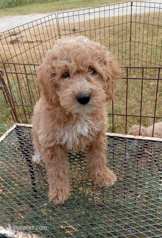 Wind – Cockapoo puppy for sale in Waco, TX