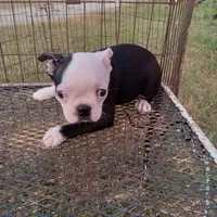 Patches, a female Boston Terrier for sale in Waco, TX – 3 of 6