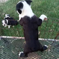 Dottie, a female Boston Terrier for sale in Waco, TX – 4 of 5