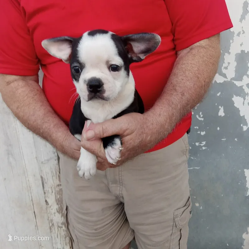 Spot – Boston Terrier puppy for sale in Waco, TX