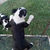 Dottie, a female Boston Terrier for sale in Waco, TX – 5 of 5