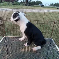Spot, a male Boston Terrier for sale in Waco, TX – 2 of 7