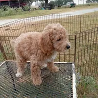 Wind, a male Cockapoo for sale in Waco, TX – 3 of 7