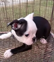 Patches, a female Boston Terrier for sale in Waco, TX – 2 of 6