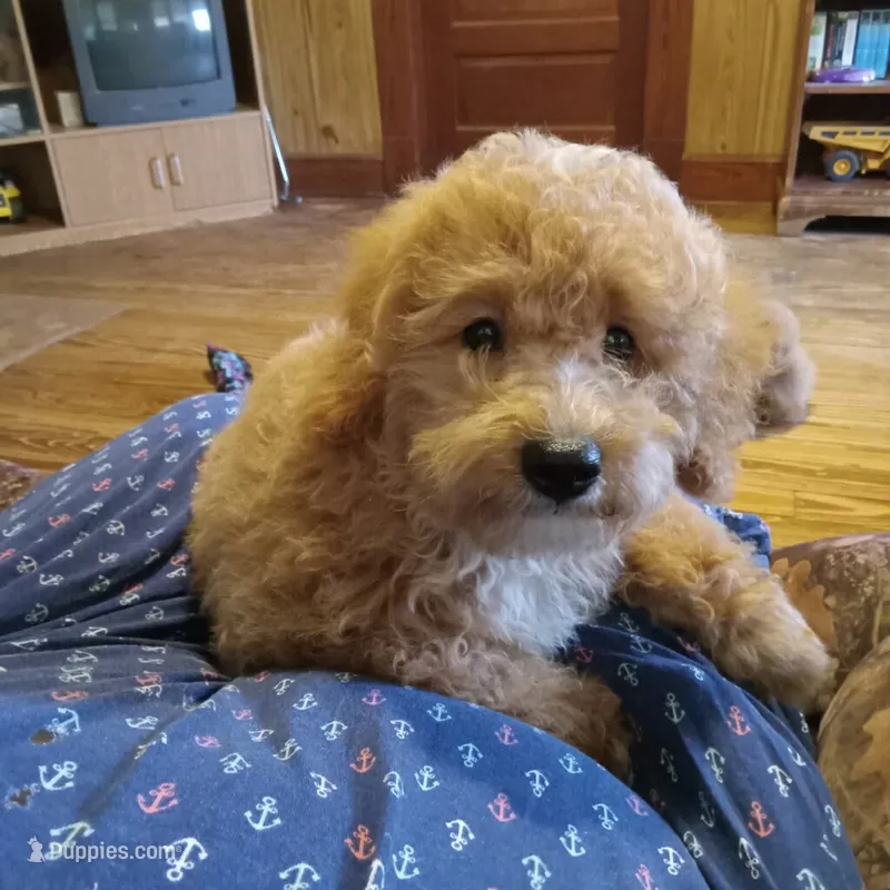 Wind – Cockapoo puppy for sale in Waco, TX