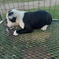 Spot, a male Boston Terrier for sale in Waco, TX – 2 of 6