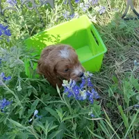 Wind, a male Cockapoo for sale in Waco, TX – Photo 3 of 5