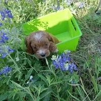 Wind, a male Cockapoo for sale in Waco, TX – Photo 4 of 5