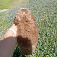 Wind, a male Cockapoo for sale in Waco, TX – Photo 2 of 5