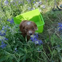 Wind, a male Cockapoo for sale in Waco, TX – Photo 1 of 5