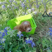Wind, a male Cockapoo for sale in Waco, TX – Photo 5 of 5