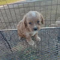 Fall, a male Cockapoo for sale in Waco, TX – 2 of 7