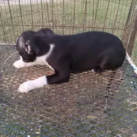 Stockings, a female Boston Terrier for sale in Waco, TX – 5 of 6
