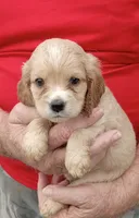 Sandi, a female Cocker Spaniel for sale in Waco, TX – 1 of 3
