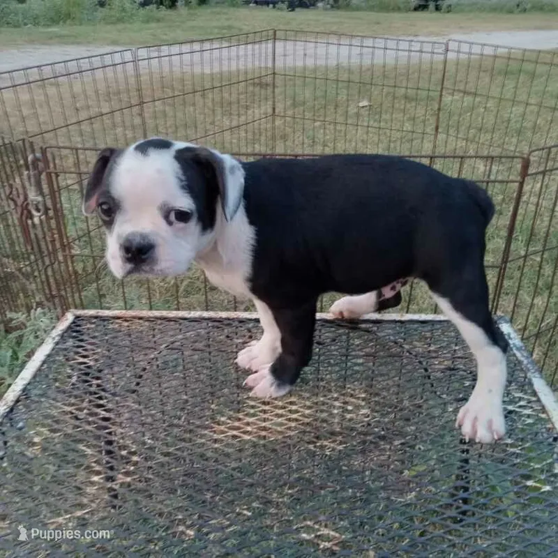 Spot – Boston Terrier puppy for sale in Waco, TX
