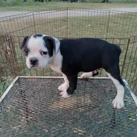 Spot, a male Boston Terrier for sale in Waco, TX – 1 of 7