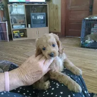 River, a female Cocker Spaniel and Poodle - Toy  for sale in Waco, TX – 3 of 4