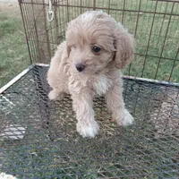 Lightning, a male Cockapoo for sale in Waco, TX – 4 of 4