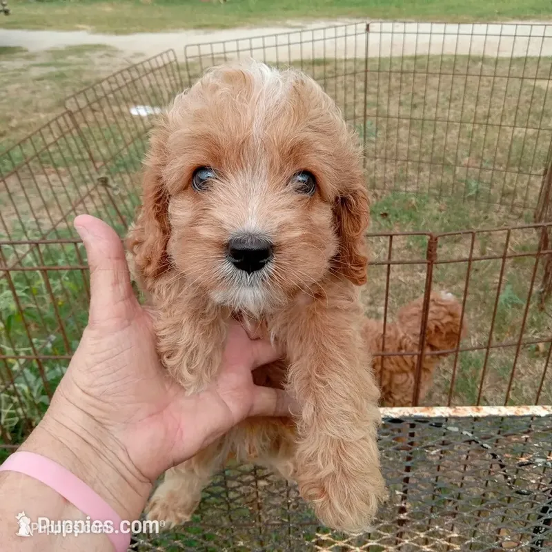 Fall – Cockapoo puppy for sale in Waco, TX