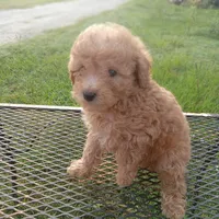 Buckles, a male Poodle - Toy  for sale in Waco, TX – 2 of 4