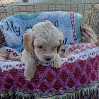 Spring, a female Cockapoo for sale in Waco, TX – 4 of 8