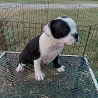 Spot, a male Boston Terrier for sale in Waco, TX – 6 of 7
