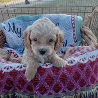 Spring, a female Cockapoo for sale in Waco, TX – 3 of 8