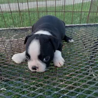 Panda, a female Boston Terrier for sale in Waco, TX – 3 of 5