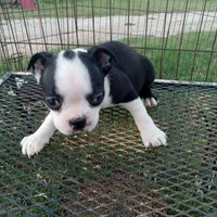 Dottie, a female Boston Terrier for sale in Waco, TX – 3 of 5