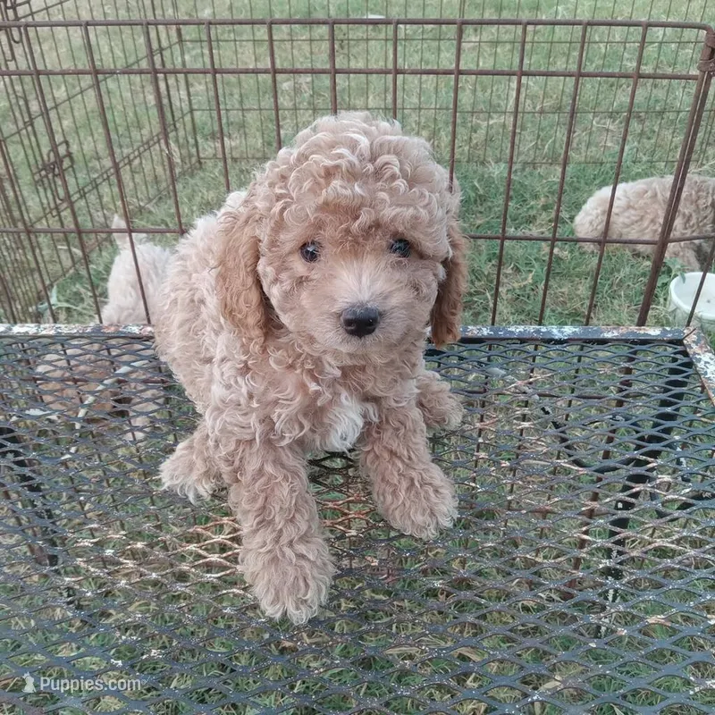 Storm – Cockapoo puppy for sale in Waco, TX