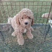 Storm, a male Cockapoo for sale in Waco, TX – 1 of 3