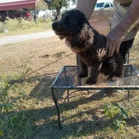 Cocoa, a male Cockapoo for sale in Waco, TX – 2 of 7
