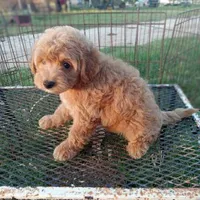 Saddles, a male Maltipoo for sale in Waco, TX – 2 of 6