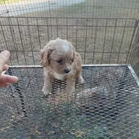 Fall, a male Cockapoo for sale in Waco, TX – 5 of 7