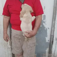 Sunny, a male Cocker Spaniel for sale in Waco, TX – 4 of 6