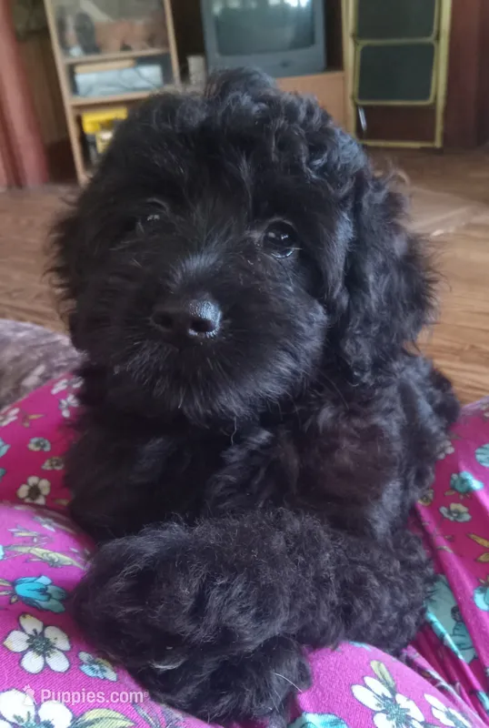 Cole – Cockapoo puppy for sale in Waco, TX