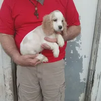 Summer, a female Cocker Spaniel for sale in Waco, TX – 3 of 6