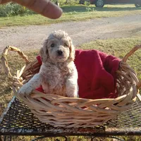 Lake, a male Cockapoo for sale in Waco, TX – 4 of 8