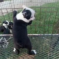 Patches, a female Boston Terrier for sale in Waco, TX – 6 of 7