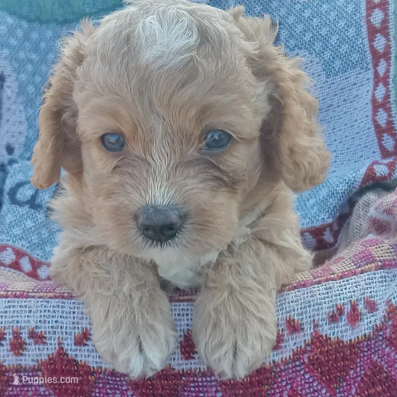 Fall – Cockapoo puppy for sale in Waco, TX
