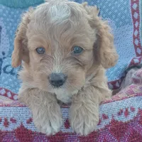 Fall, a male Cockapoo for sale in Waco, TX – 1 of 7