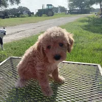 Texas, a male Poodle - Toy  for sale in Waco, TX – 3 of 5